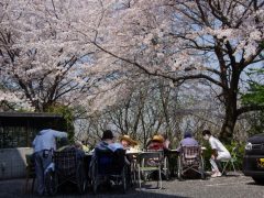 桜の下でお花見弁当